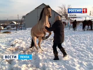 Пензенские волонтеры построили конюшню для лошадей кадетской школы
