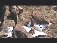 Кости собираются показать ученым из педуниверситета, но и они, скорее всего, подтвердят версию сотрудников музея - найден шерстистый носорог