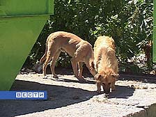 В Пензе за полгода зарегистрирован 991 случай укусов безнадзорными животными