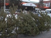 В Пензе началась продажа новогодних елок