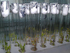 В лабораториях СИФИБРа проводят самые различные эксперименты с растениями. Фото sifibr.irk.ru.