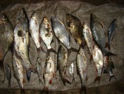 Жители Лунинского района Пензенской области подозреваются в незаконной добыче рыбы