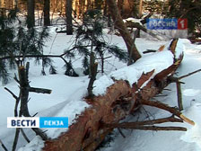 В Городищенском районе предприниматель незаконно спилил 80 кубометров древесины