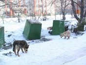 Жители дома по улице Ухтомского возмущены появлением во дворе мусорного контейнера
