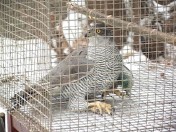 Обнаруженного на Западной поляне ястреба оставят в Пензенском зоопарке   