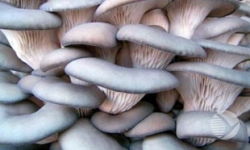 Пензенская область станет лидером по производству грибов?