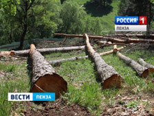 В селе Канаевка выявлена незаконная вырубка деревьев с ущербом более 30 тыс. рублей 