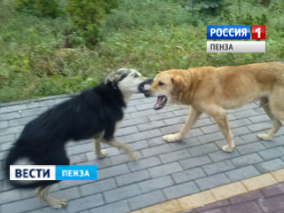 В Пензе жителей Арбекова призвали срочно прививать домашних животных от бешенства