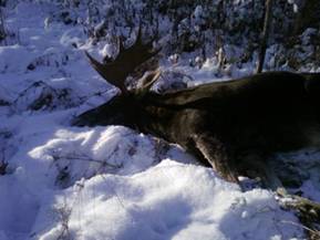 Пензенскому браконьеру предъявлен многотысячный иск за незаконную охоту на лося