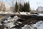 В Пензе у дома №50 на проспекте Строителей неизвестные вырубили деревья и испортили газон