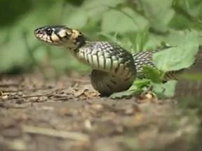 В Пензенской области растет число пострадавших от укусов ядовитых змей