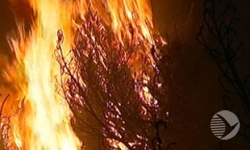 В Пензенской области из-за несоблюдения техники безопасности в лесу сгорело 83 сосны