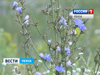 В Пензенских больницах в пик цветения растений возросло число пациентов с аллергией
