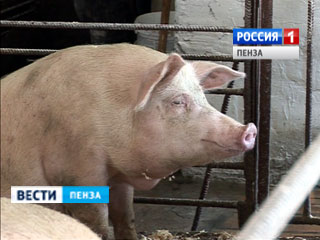 В Пензу завозили животных из хозяйств, где выявлена африканская чума свиней 