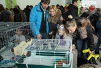 В Пензе выставка беспородных кошек вызвала живой интерес у жителей города