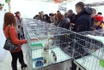 В Пензе выставка беспородных кошек вызвала живой интерес у жителей города