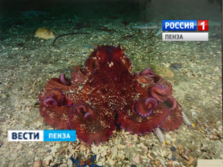 Пензенцы увидят уникальные фотографии животных и обитателей подводных глубин