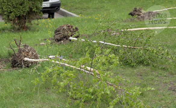 В Пензе приведут в порядок газоны вдоль дорог и высадят новые деревья