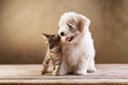 Ученые выяснили, кто больше любит людей — кошки или собаки