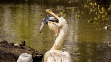 ЧП в зоопарке Пензы: на глазах посетителей пеликан съел наглого голубя