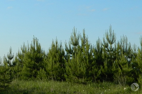 В Пензенской области лесом засадили более 1 тыс. га