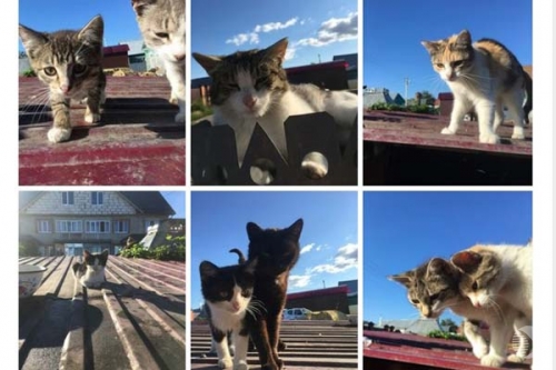 В Пензе после смерти хозяйки 12 кошек оказались на улице