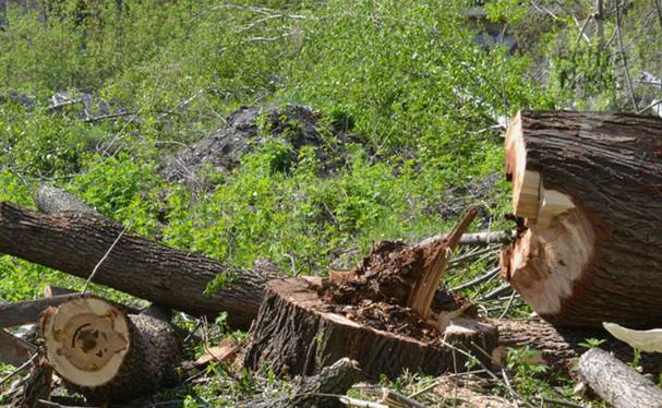 В Пензенской области возбуждено более 20 дел о нарушении правил заготовки древесины. Фото из архива ИА «PenzaNews»